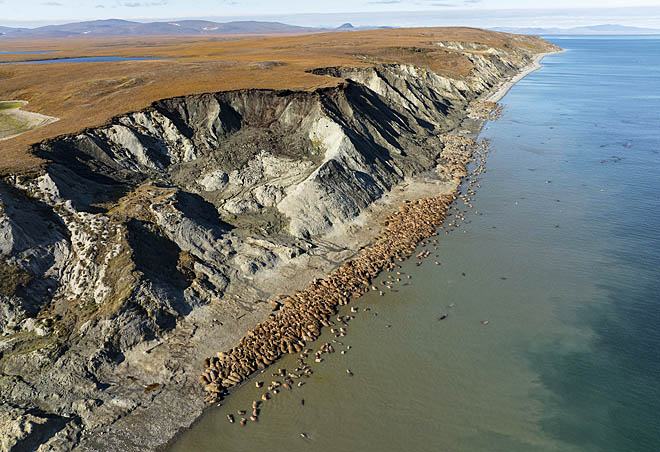 На старом лежбище