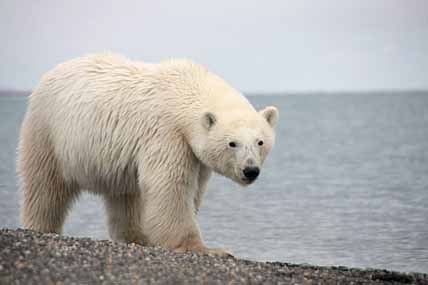 БЕЛЫЙ, НО НЕ ПУШИСТЫЙ