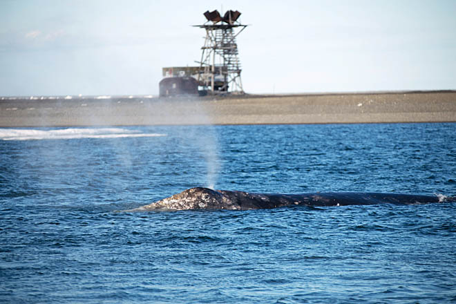 Идентификация серых