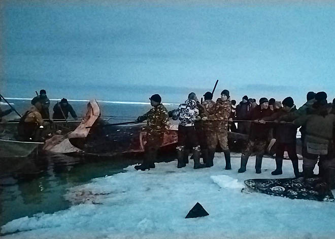 Первого в сезоне кита на Чукотке добыли морзверобои Лорино, загарпунив его, как и годом ранее, 14 мая