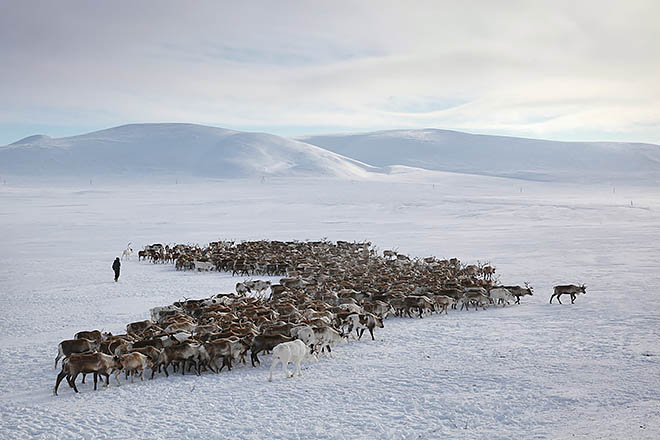 Годы летят, олени тают