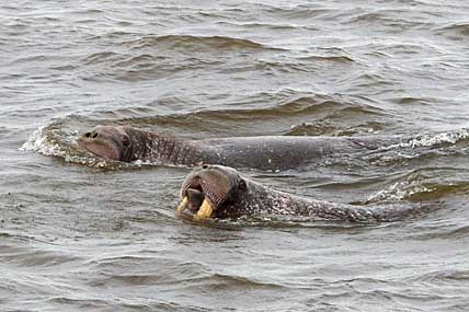 В ОЖИДАНИИ «МОРЖОВЫХ» КВОТ
