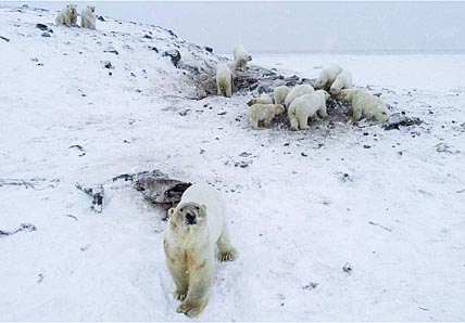 РЫРКАЙПИЙ В БЕЛОМ ПЛЕНУ
