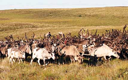 СТАДО НА СТАДО