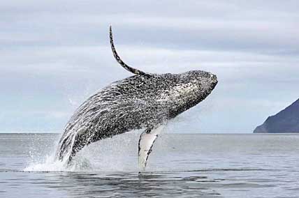 ПРИЯТНЫЕ СЮРПРИЗЫ ПРОЛИВА СЕНЯВИНА