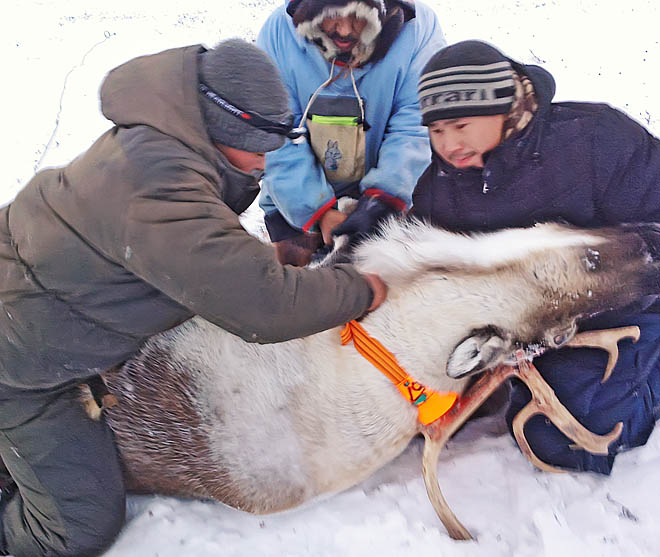 Космический поводок  для каждого стада