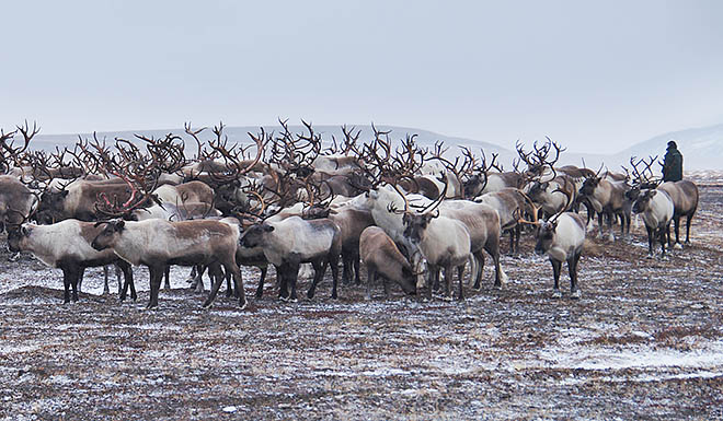 Стада уводят в горы