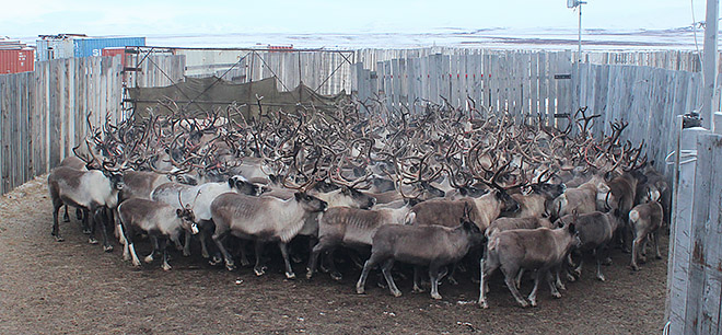 С кораля на заготовку