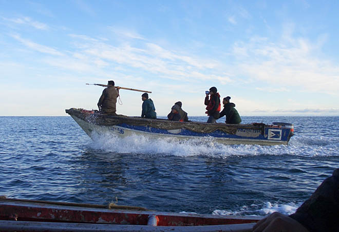 Власти округа создают фонд по поддержке оленеводов и морзверобоев и обеспечении их матресурсами