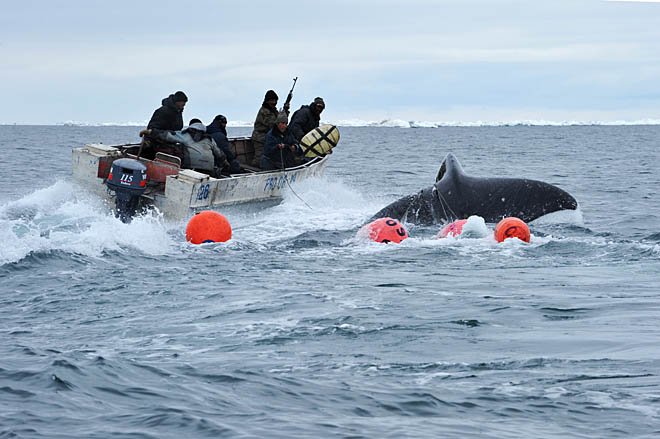 С мясом и квотами