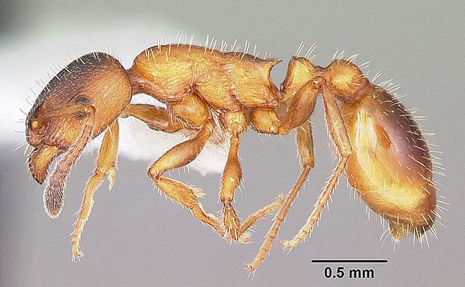 Муравейники сопки Михаила