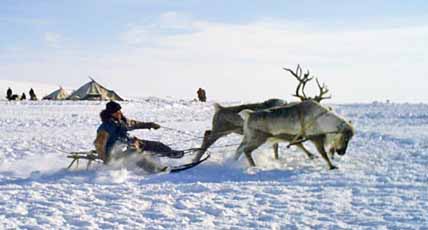 ОЛЕНИ ДОВЕЗЛИ ДО «БУРАНА»
