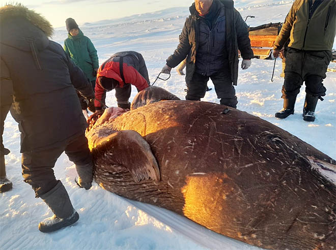 Добыть морзверя  и помочь СВОим