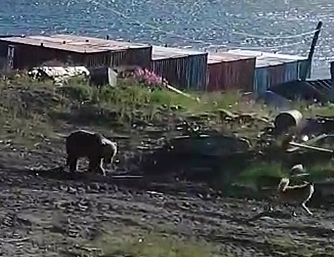 Косолапый шагает прямо к людям