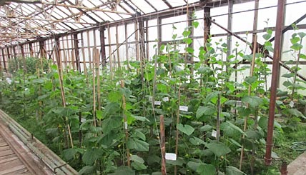 ОГУРЕЧНЫЕ ПЕРСПЕКТИВЫ ПРОВИДЕНИЯ