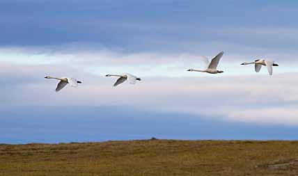 ПЕРНАТЫХ БЕРУТ НА КАРАНДАШ