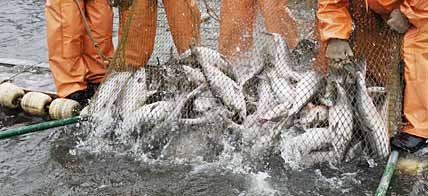 СПОР НА РЫБНОМ МЕСТЕ