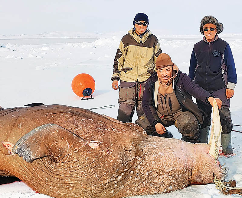 Открыли счёт моржам