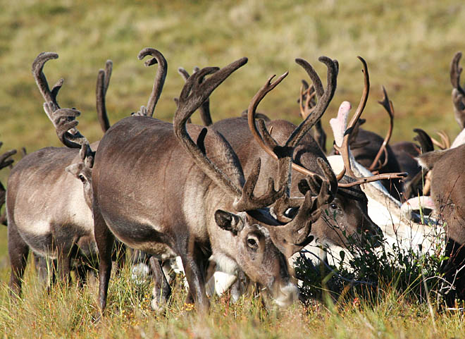 «Нет жары, значит, риск минимален»