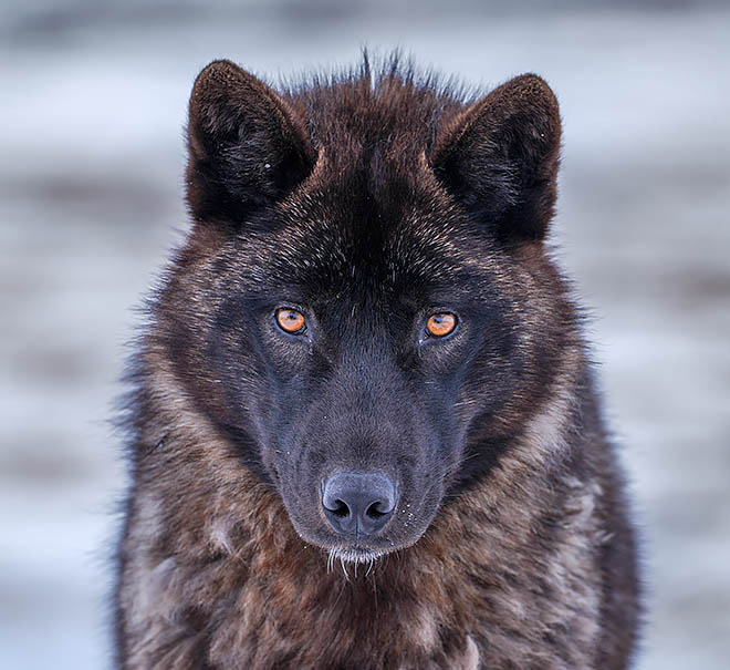 Силён, как волк, и не боится человека