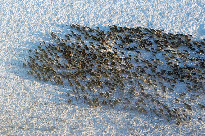 Маршрутами «дикаря»