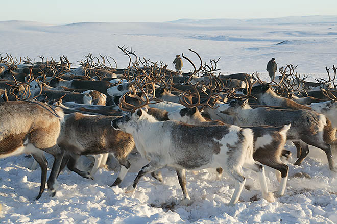 Стадо накрыл «дикарь»