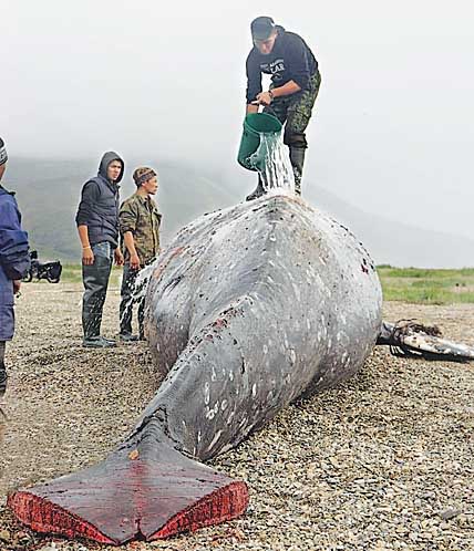 КИТ И МОРЖ РАДУЮТ ОХОТНИКОВ