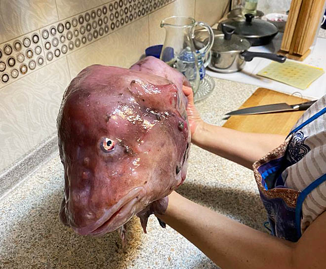 Слизняк попался