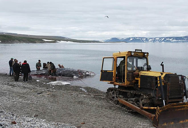 Морские охотники общины «Дауркин» выполнили план по добыче морзверя более чем на 50%
