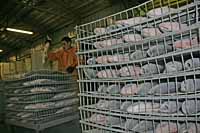 ЗОЛОТАЯ РЫБА ЧУКОТКИ