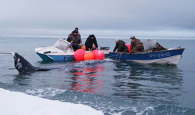 Более 4 тыс. морских млекопитающих смогут добыть морзверобои Чукотки в 2026 году