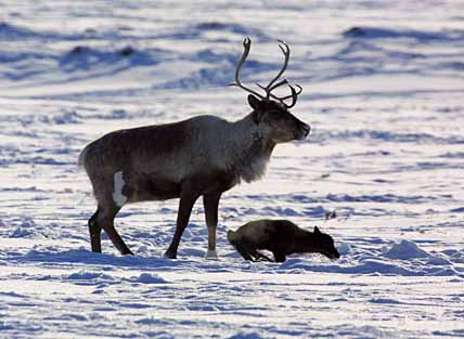В БОРЬБЕ ЗА КАЖДОГО ТЕЛЁНКА