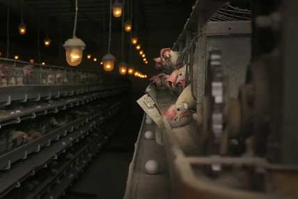 ЯИЧНАЯ НЕДОСТАТОЧНОСТЬ