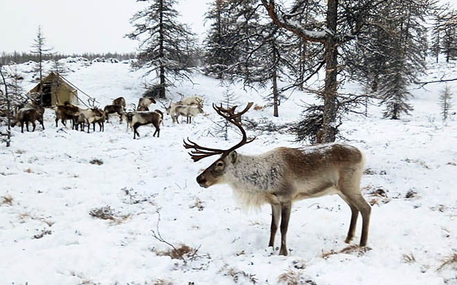 Племя молодое, но знакомое