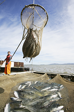 ПРОМЫСЛОВИКИ  НАЦЕЛЕНЫ НА РЕВАНШ