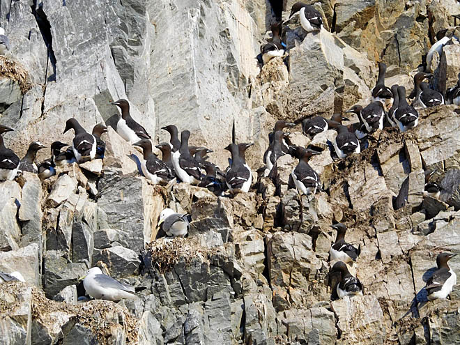 Разбойник и воробушек весны