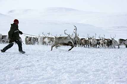 АРКАН – ЗАМЕНА АВТОМАТУ