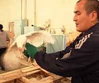 ВОЛШЕБНЫЙ ПОЛЕТ КУР