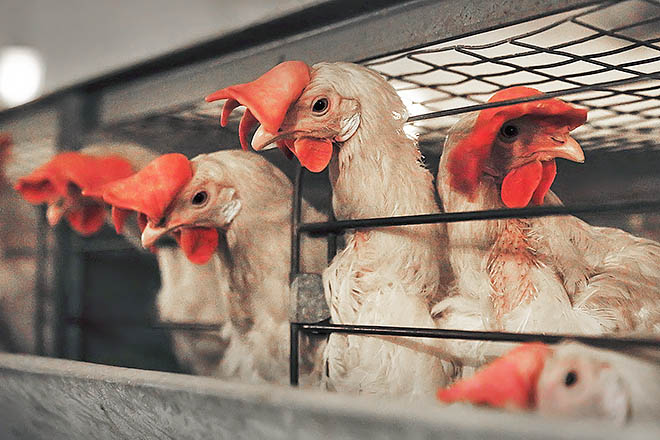 Куры прилетят на вертолёте