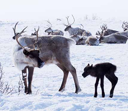 ВОКРУГ ОЛЕНЯ ПЛЕМЕННОГО