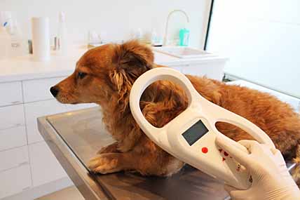 ПИТОМЦЕВ ЧИПИРУЮТ БЕСПЛАТНО