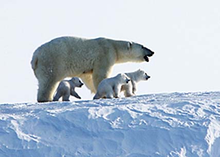 БЛОК-КВОТА  НА ХИЩНИКА