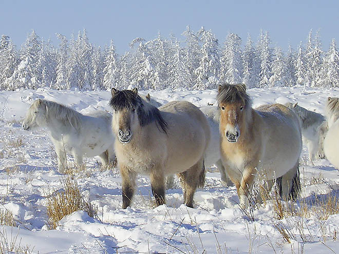 Серые лошадки Кайэттына