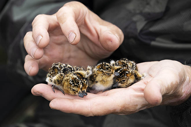 Следом за эндемиком