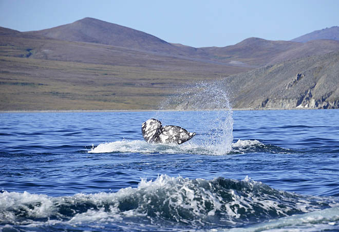 Наука идёт на запах
