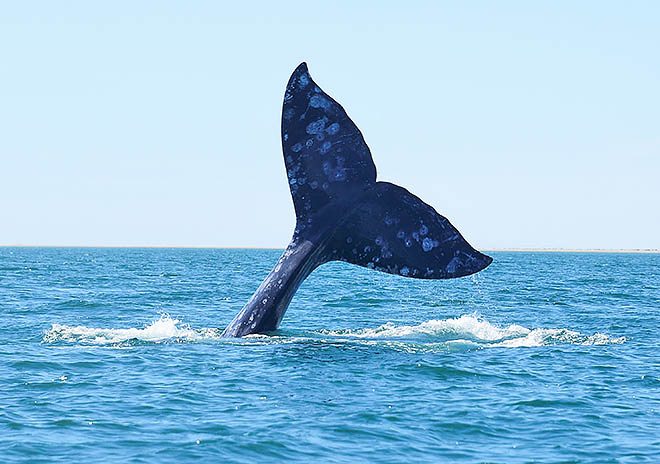 Киты объединяют