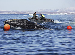 КИТОВЫЙ ПРОМЫСЕЛ: РЕЗУЛЬТАТЫ И ПЕРСПЕКТИВЫ