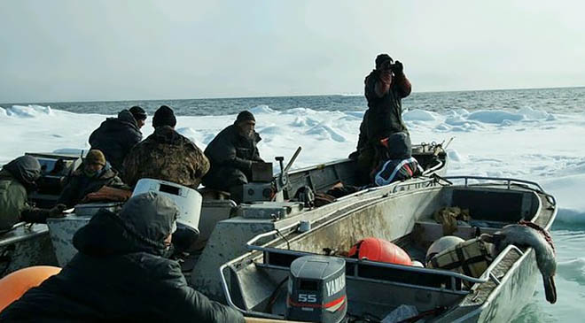 Отступившие от берега льды позволили морзверобоям ТСО «Анкальыт» вернуться к промыслу