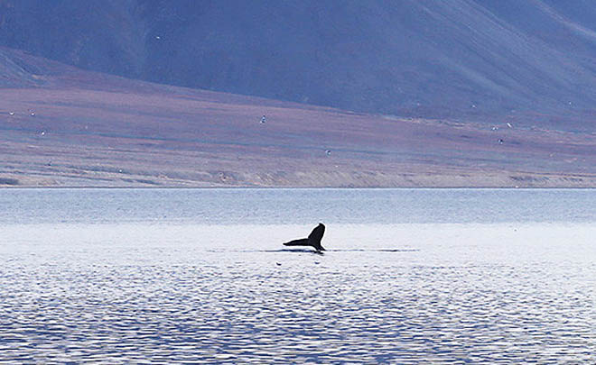 Горбач обживает ареал