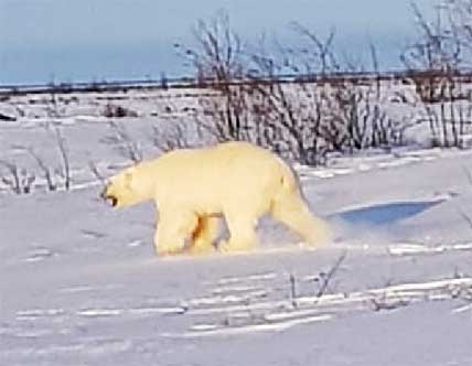 УМКА ВОЗВРАЩАЕТСЯ С ЮГА